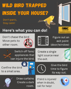 Is a bird stuck inside your house__20251024_182135_0000