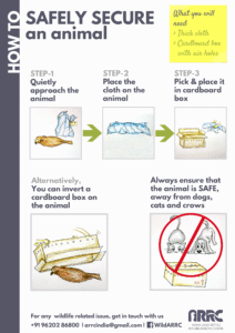 Safely Securing animal